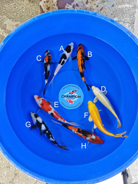 Ogata Sumi Goromo koi for sale — 22-25 cm at ChampKoi