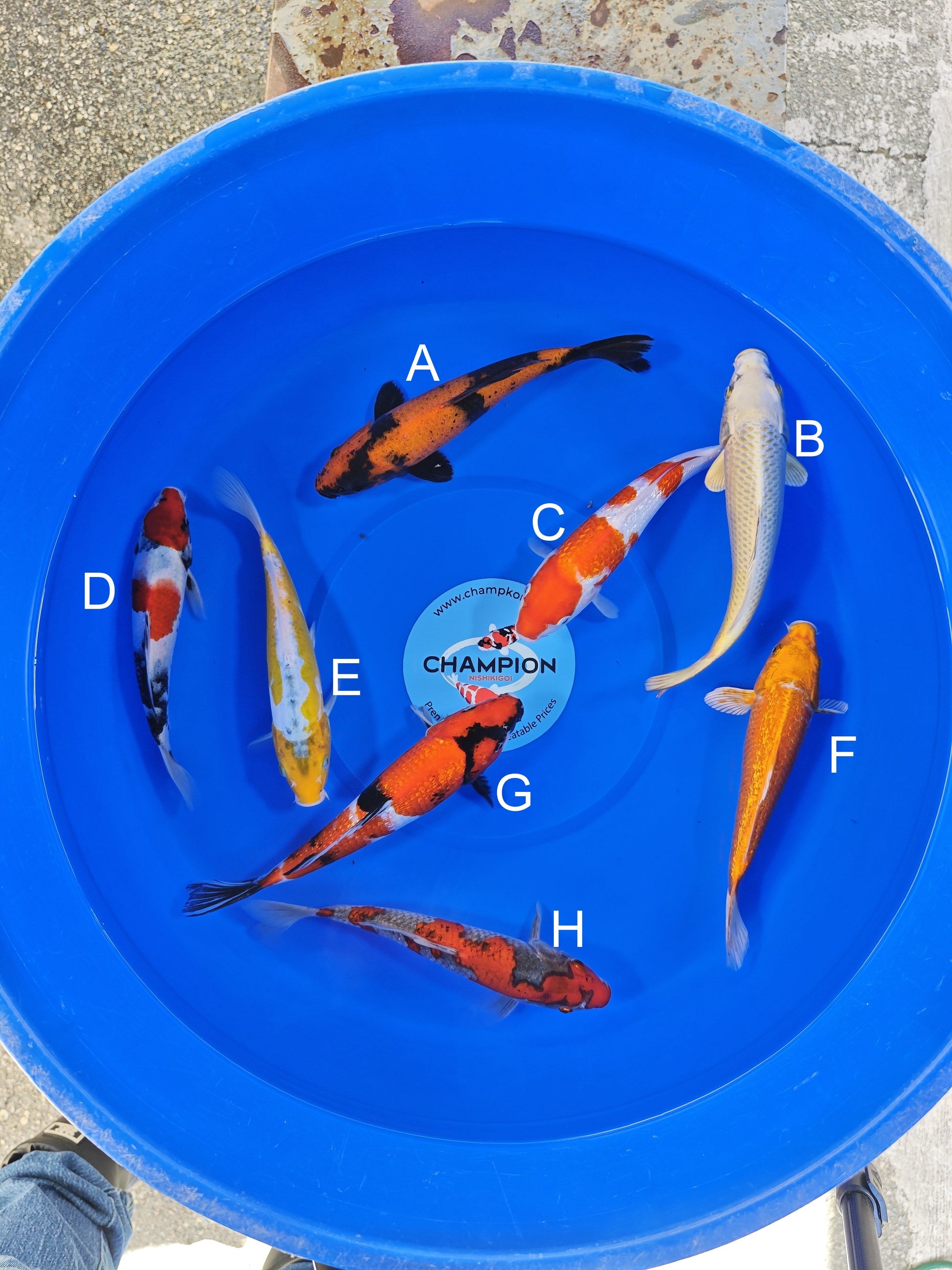 Ogata Hi Utsuri koi for sale — 22-25 cm at ChampKoi