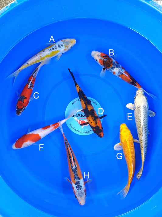 Ogata Ki Shusui (Ayawakaba) koi for sale — 22-25 cm at ChampKoi