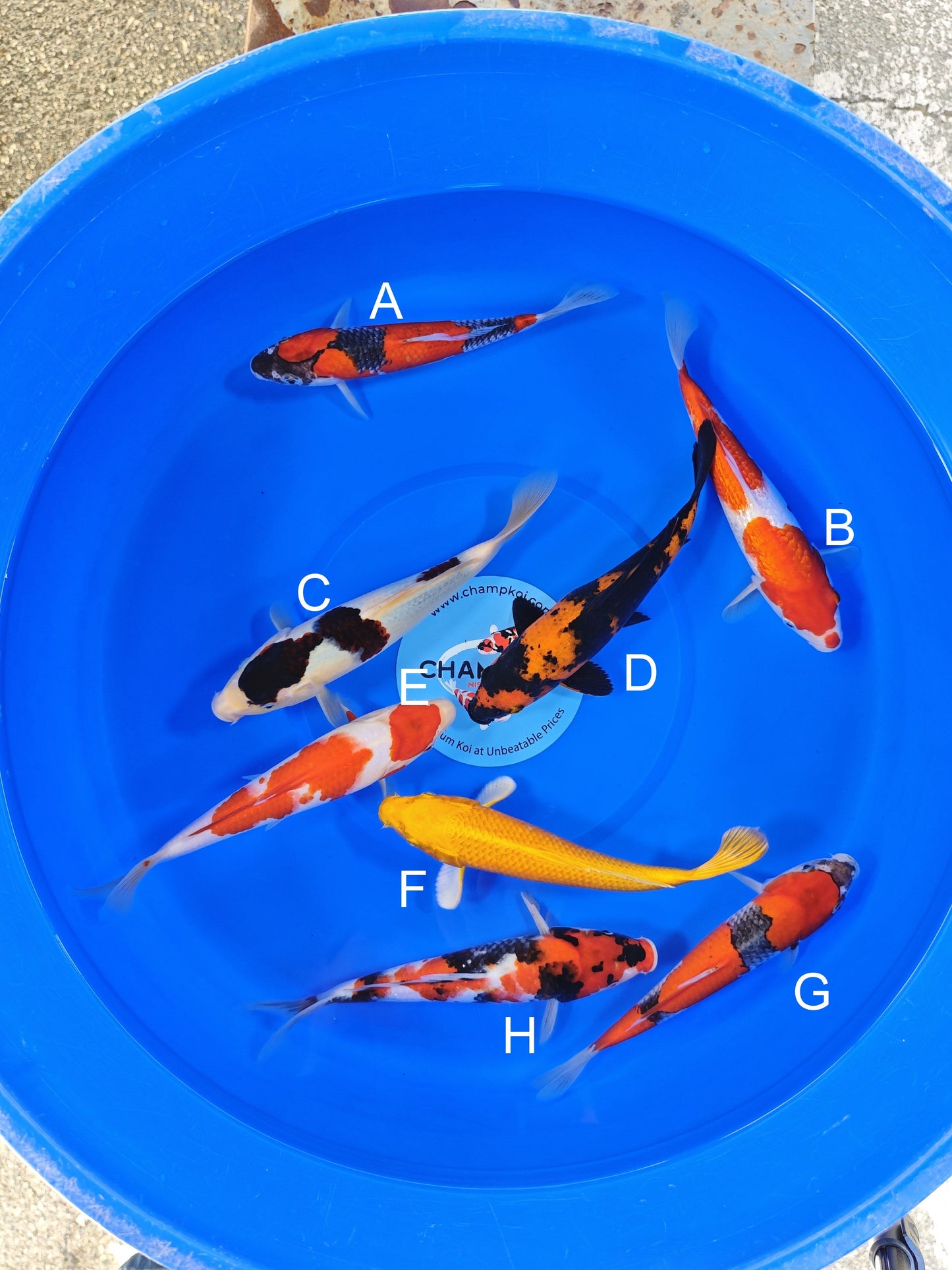 Ogata Goshiki koi for sale — 22-25 cm at ChampKoi