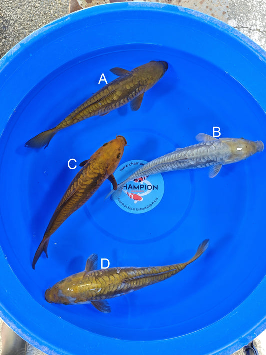 Marusei Doitsu Chagoi koi for sale — 30-32 cm at ChampKoi