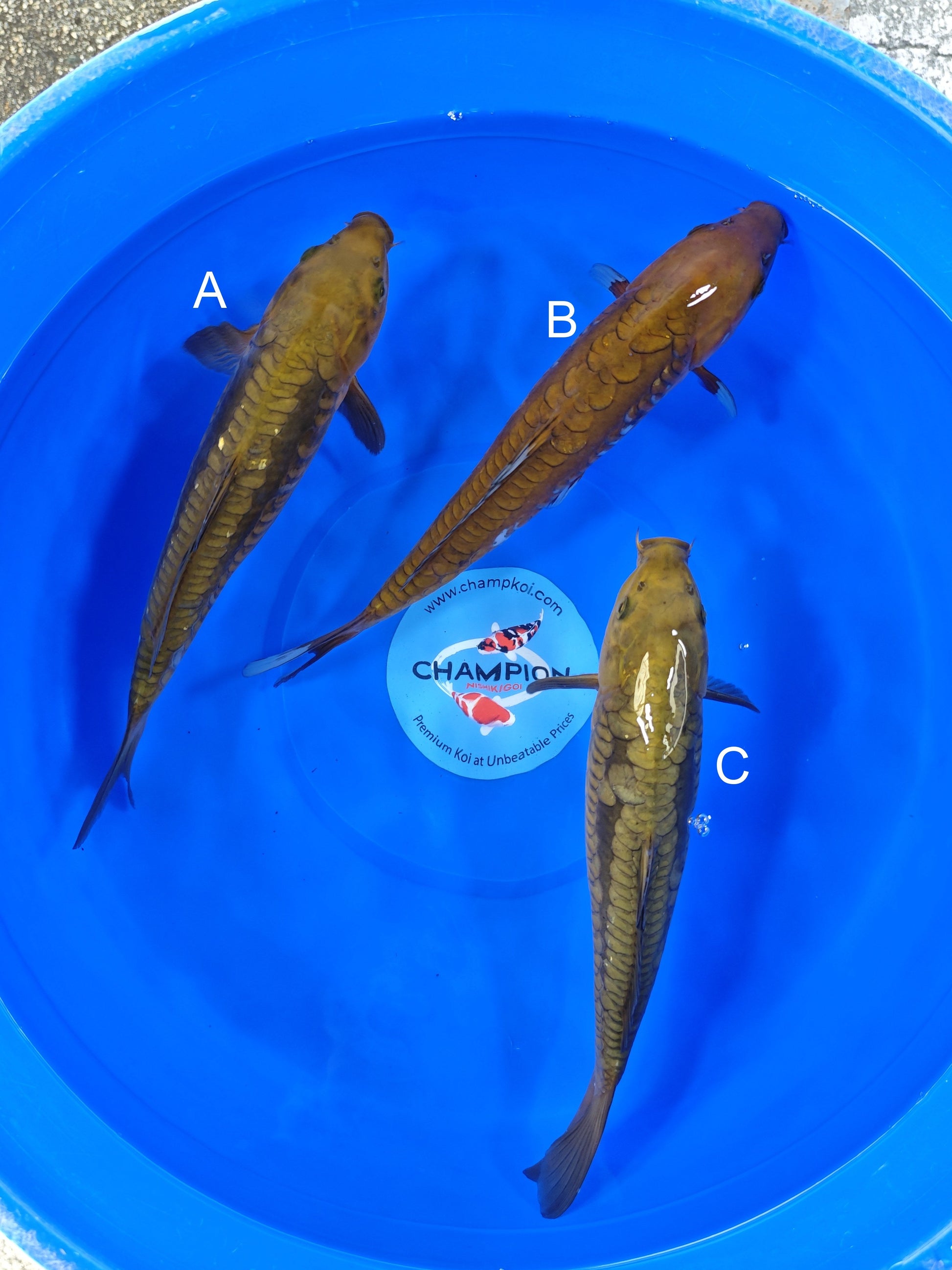 Marusei Doitsu Chagoi koi for sale — 30-32 cm at ChampKoi