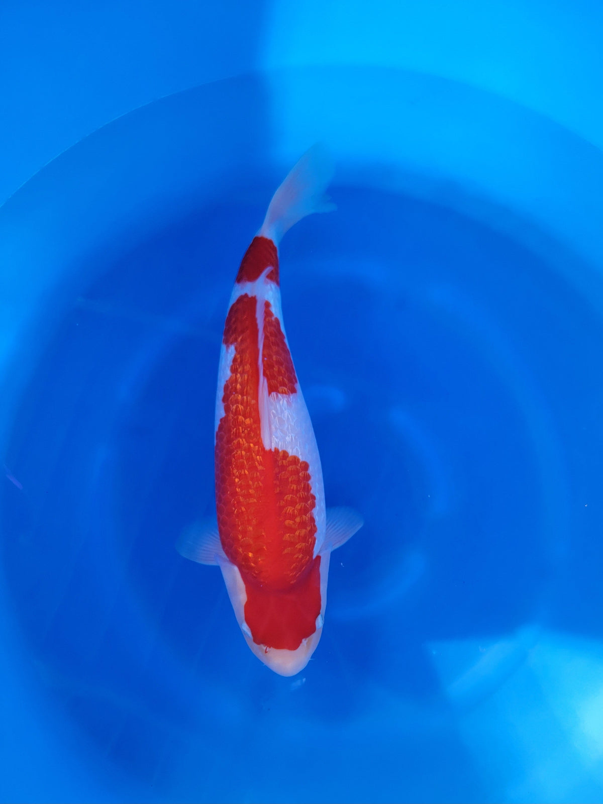 Torazo Ginrin Kohaku koi for sale — 47 cm at ChampKoi