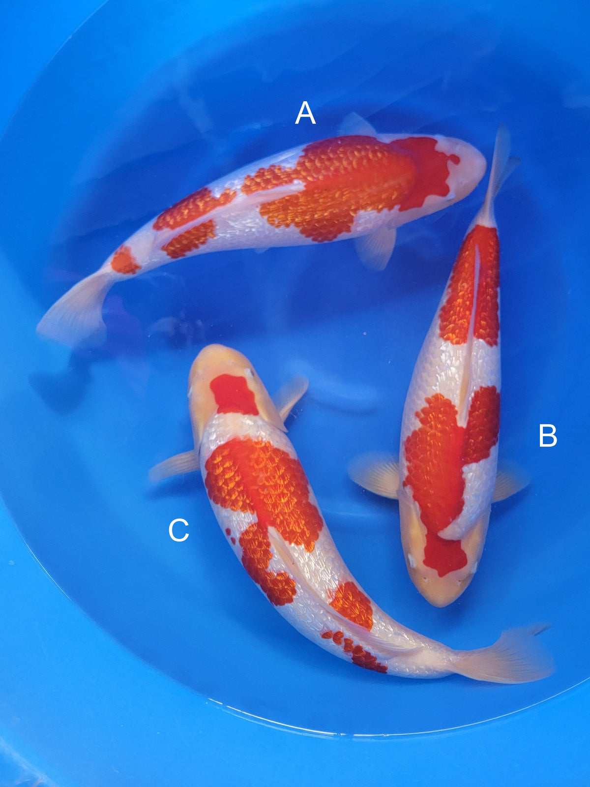 Torazo Ginrin Kohaku koi for sale at ChampKoi