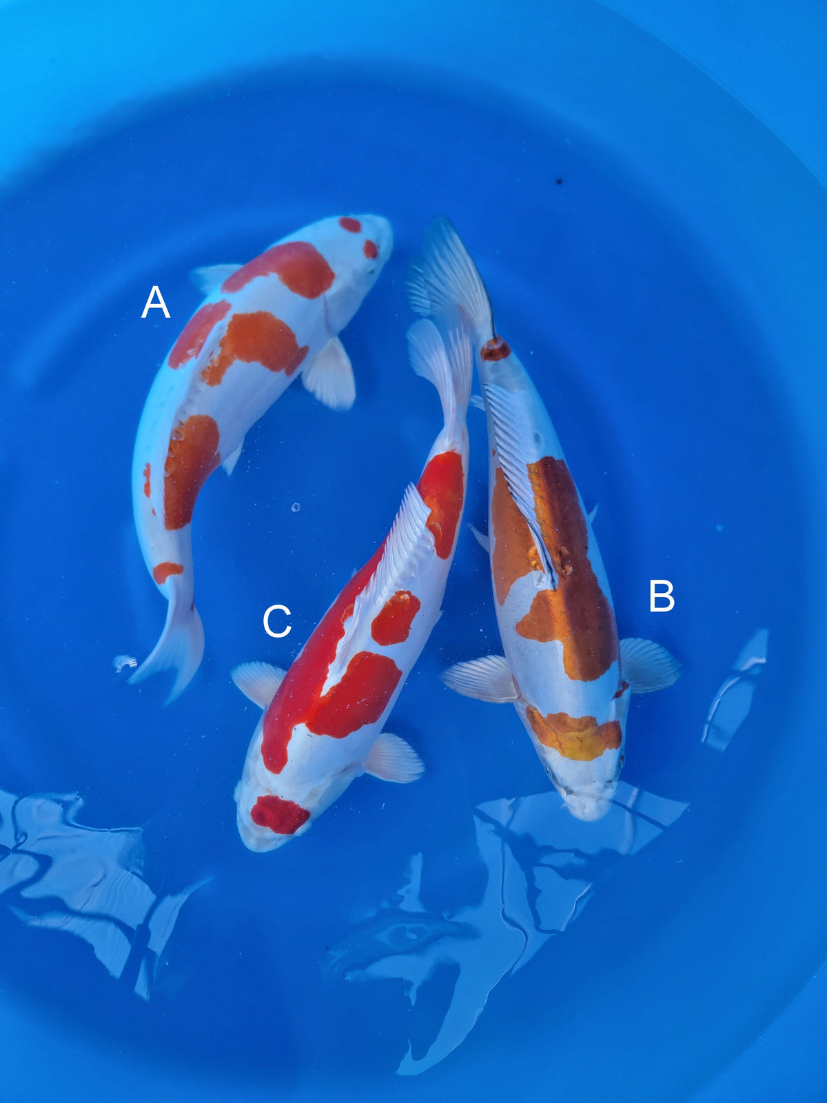 Sakazume Doitsu Kikusui koi for sale — 45-50 cm at ChampKoi