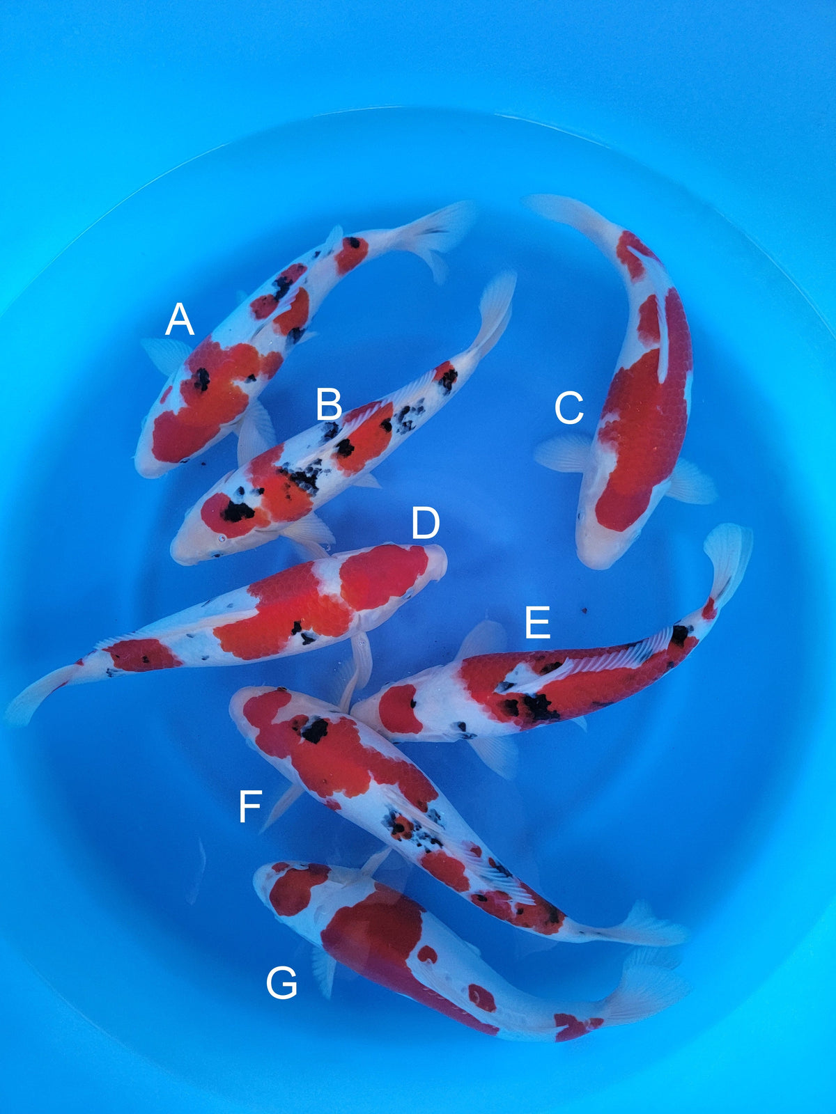 Sakazume Sanke koi for sale — 33-37 cm at ChampKoi