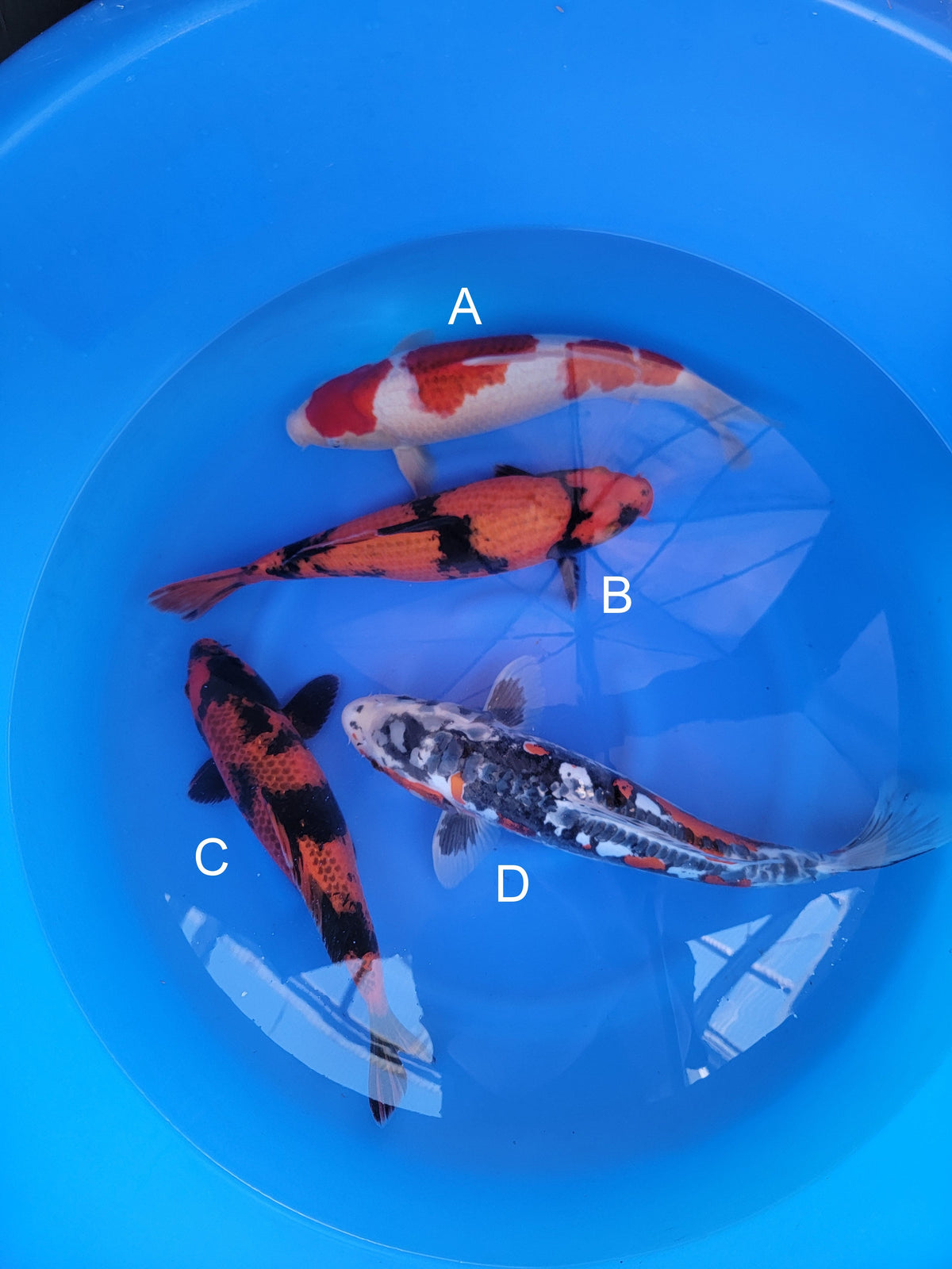 Otsuka Ai Goromo koi for sale — 37-45 cm at ChampKoi