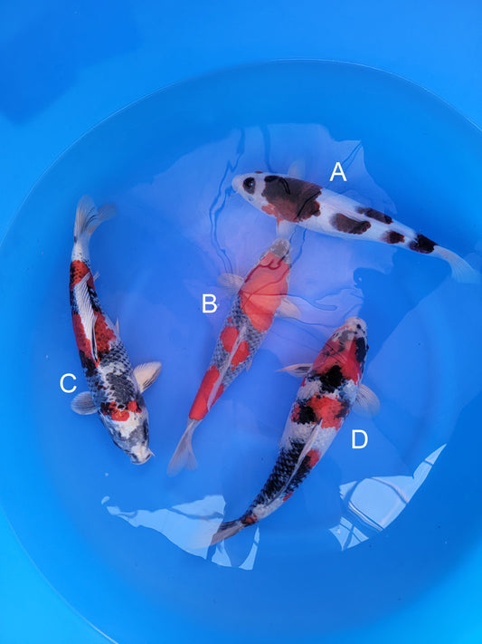 Otsuka Budo Goromo koi for sale — 35-40 cm at ChampKoi