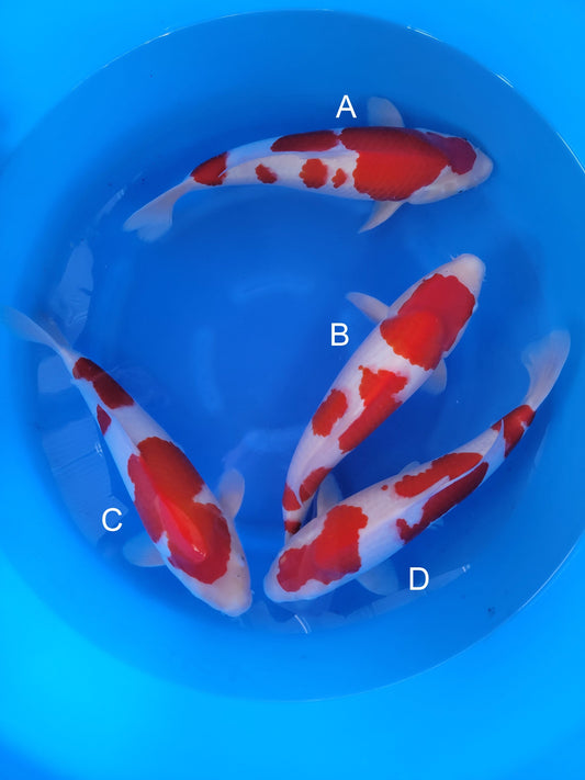 Hoshikin Kohaku koi for sale — 42-47 cm at ChampKoi