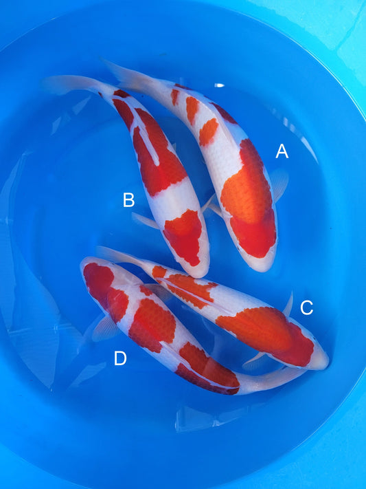 Hoshikin Kohaku koi for sale — 42-47 cm at ChampKoi