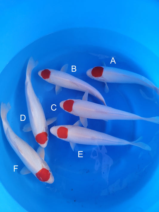 Hoshikin Tancho Kohaku koi for sale — 38-42 cm at ChampKoi