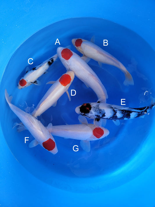 Hoshikin Tancho Kohaku koi for sale — 30-42 cm at ChampKoi