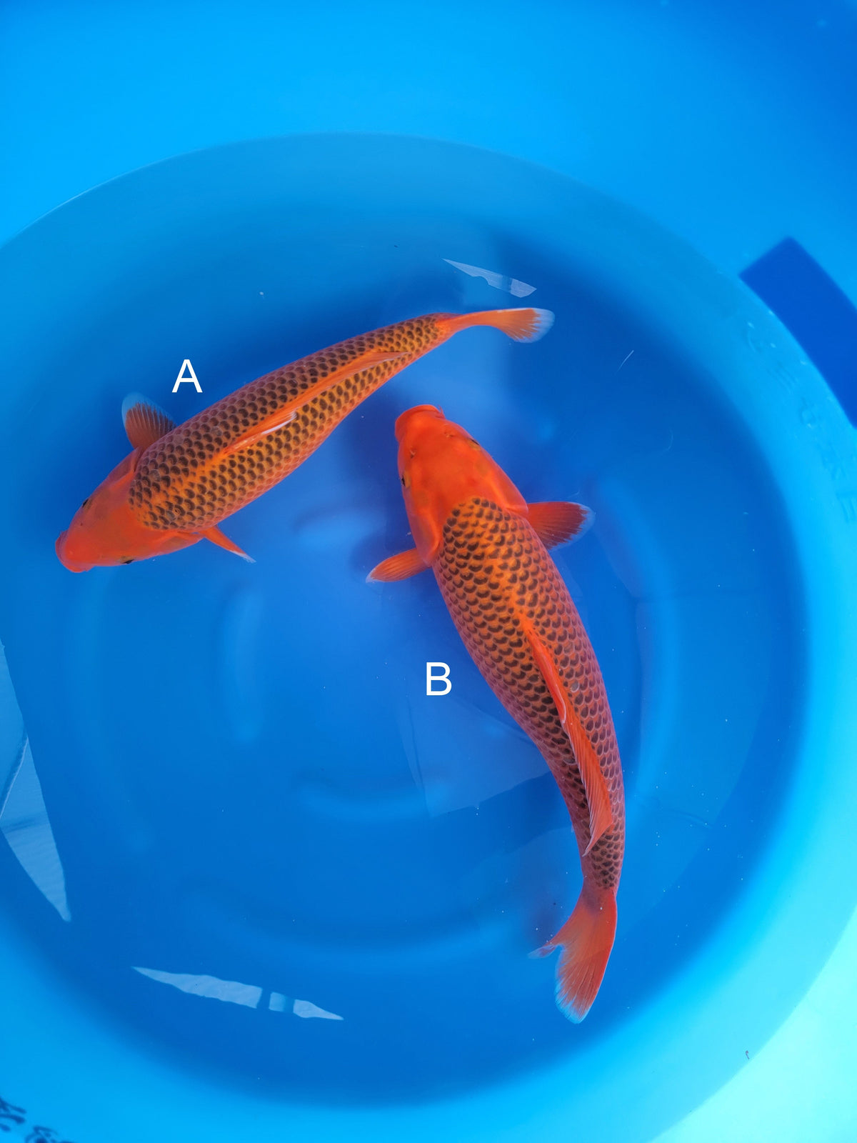 Marudo Aka Matsuba koi for sale at ChampKoi