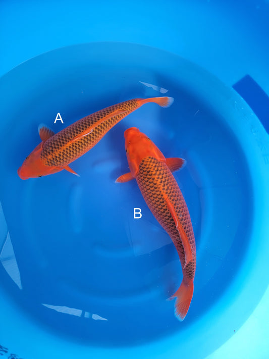 Marudo Aka Matsuba koi for sale at ChampKoi