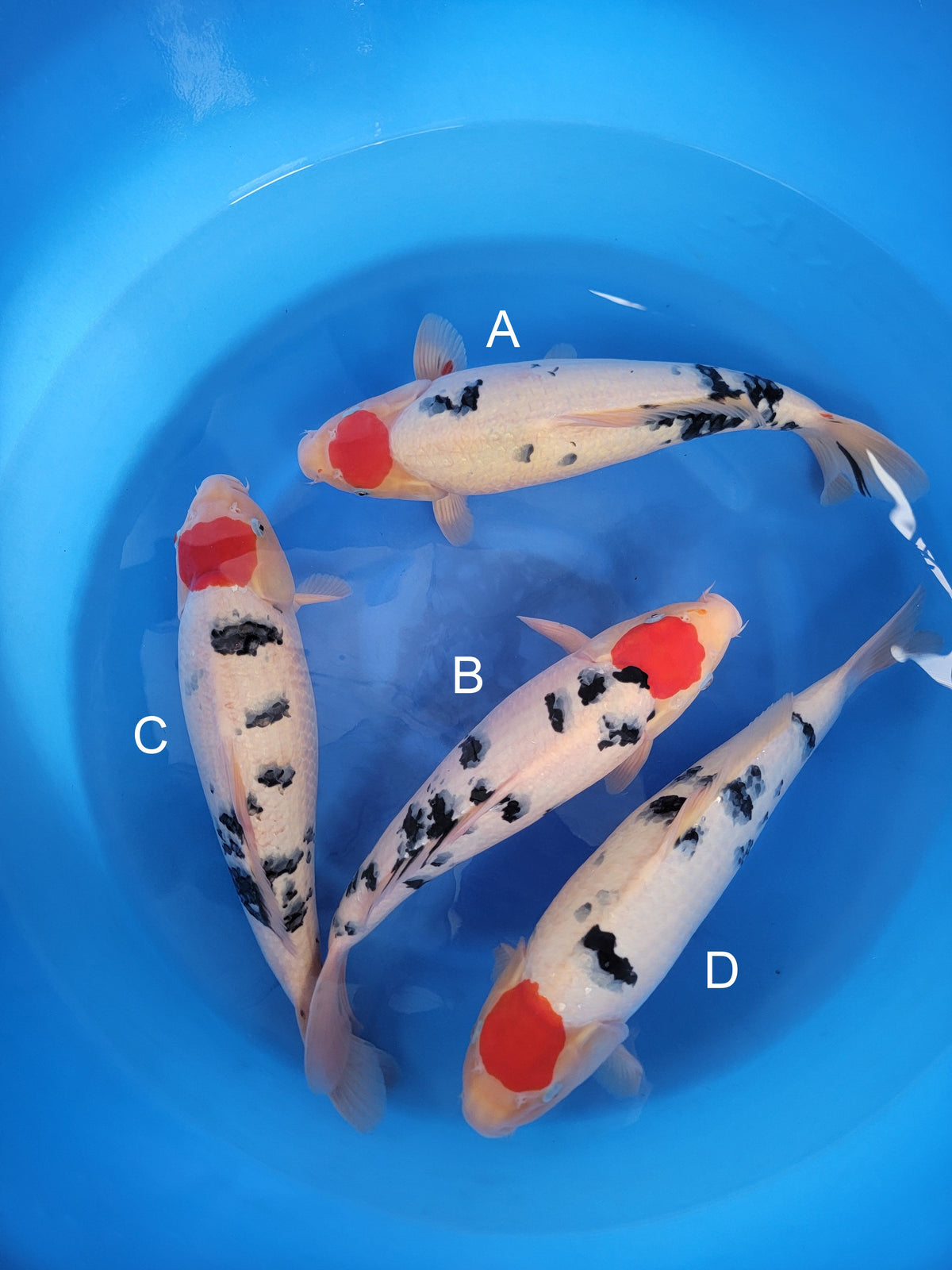 Marudo Tancho Sanke koi for sale — 45-47 cm at ChampKoi