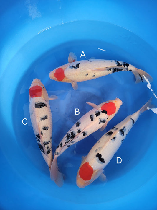 Marudo Tancho Sanke koi for sale — 45-47 cm at ChampKoi