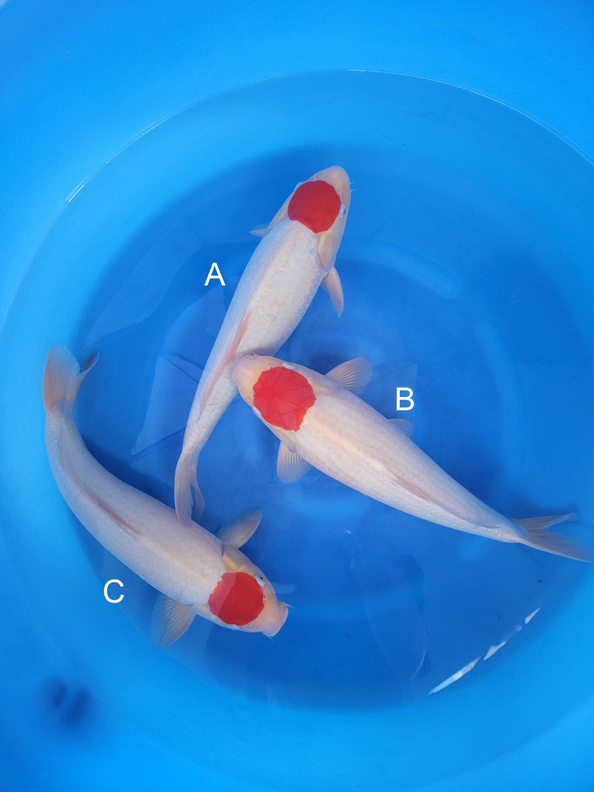 Marudo Tancho Kohaku koi for sale — 45-47 cm at ChampKoi