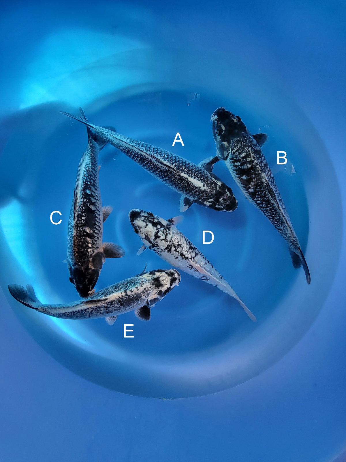 Takatatsu Ginrin Matsukawabake koi for sale — 36-39 cm at ChampKoi