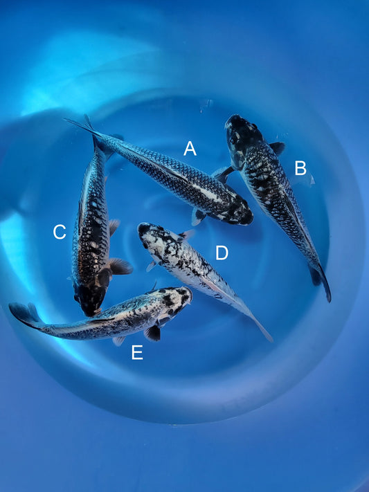 Takatatsu Ginrin Matsukawabake koi for sale — 36-39 cm at ChampKoi