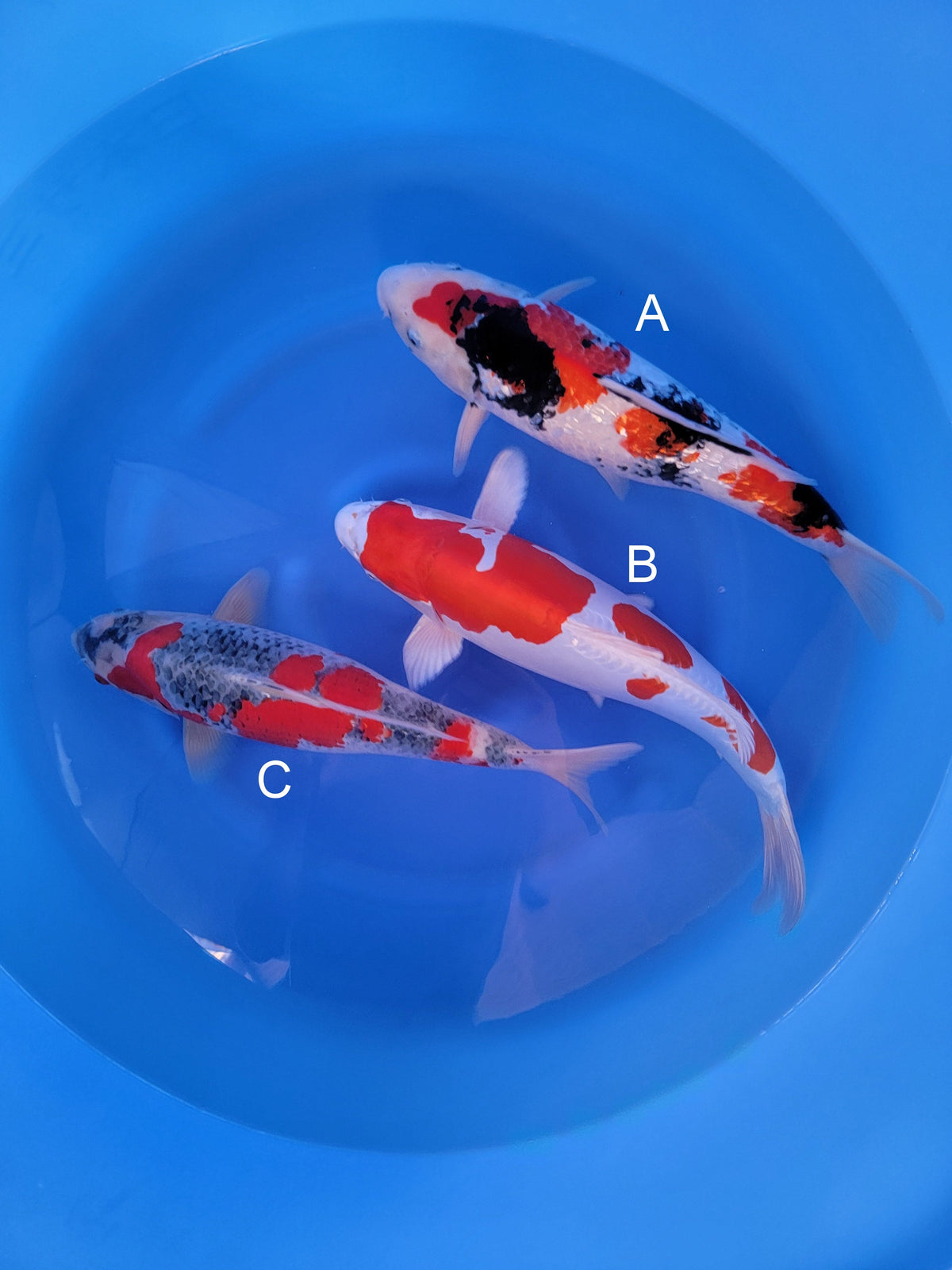 Yagenji Ginrin Showa koi for sale at ChampKoi