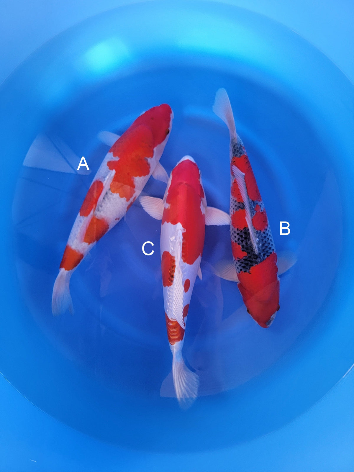 Yagenji Goshiki koi for sale at ChampKoi