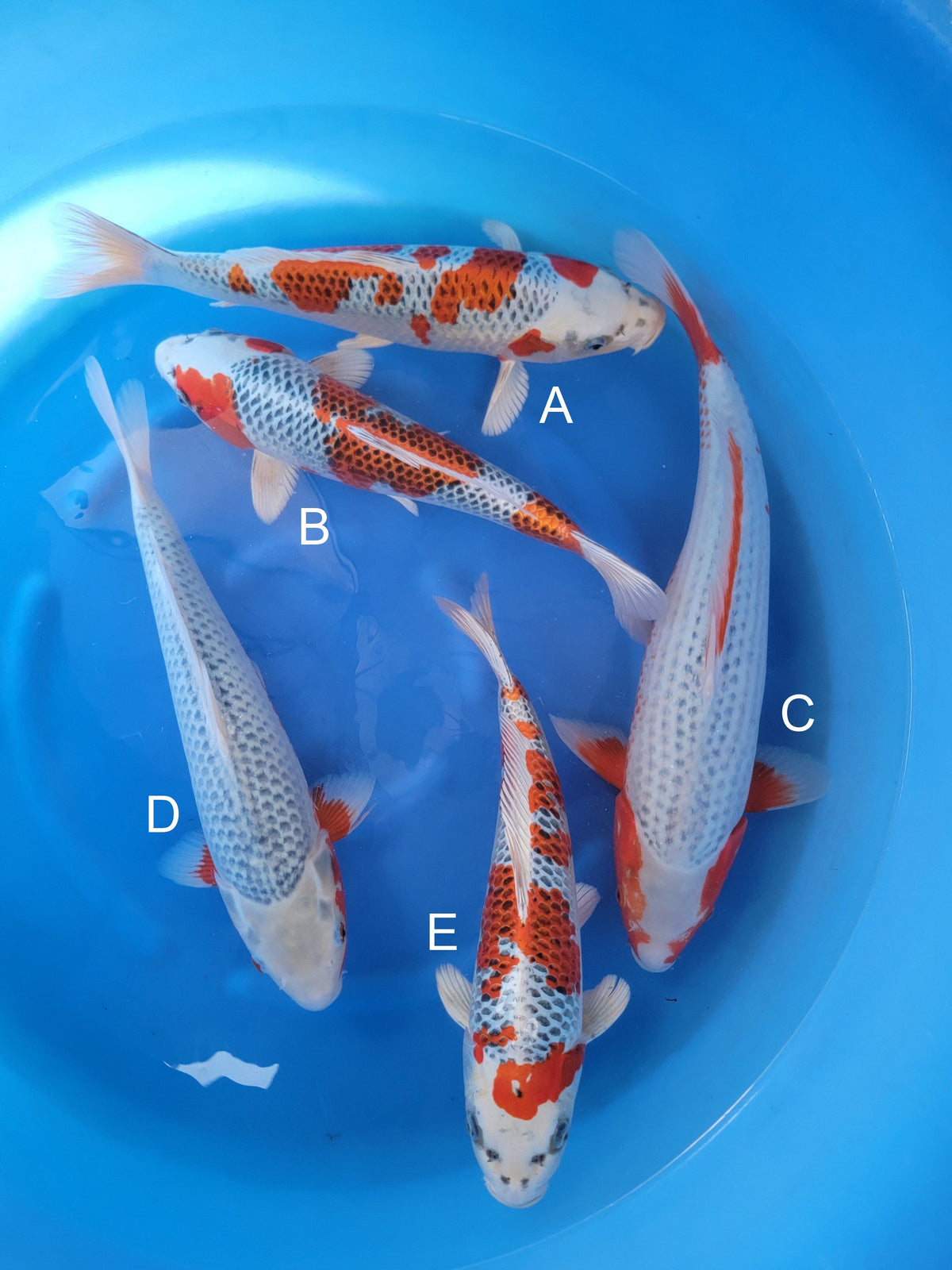 Hosokai Kujaku koi for sale at ChampKoi