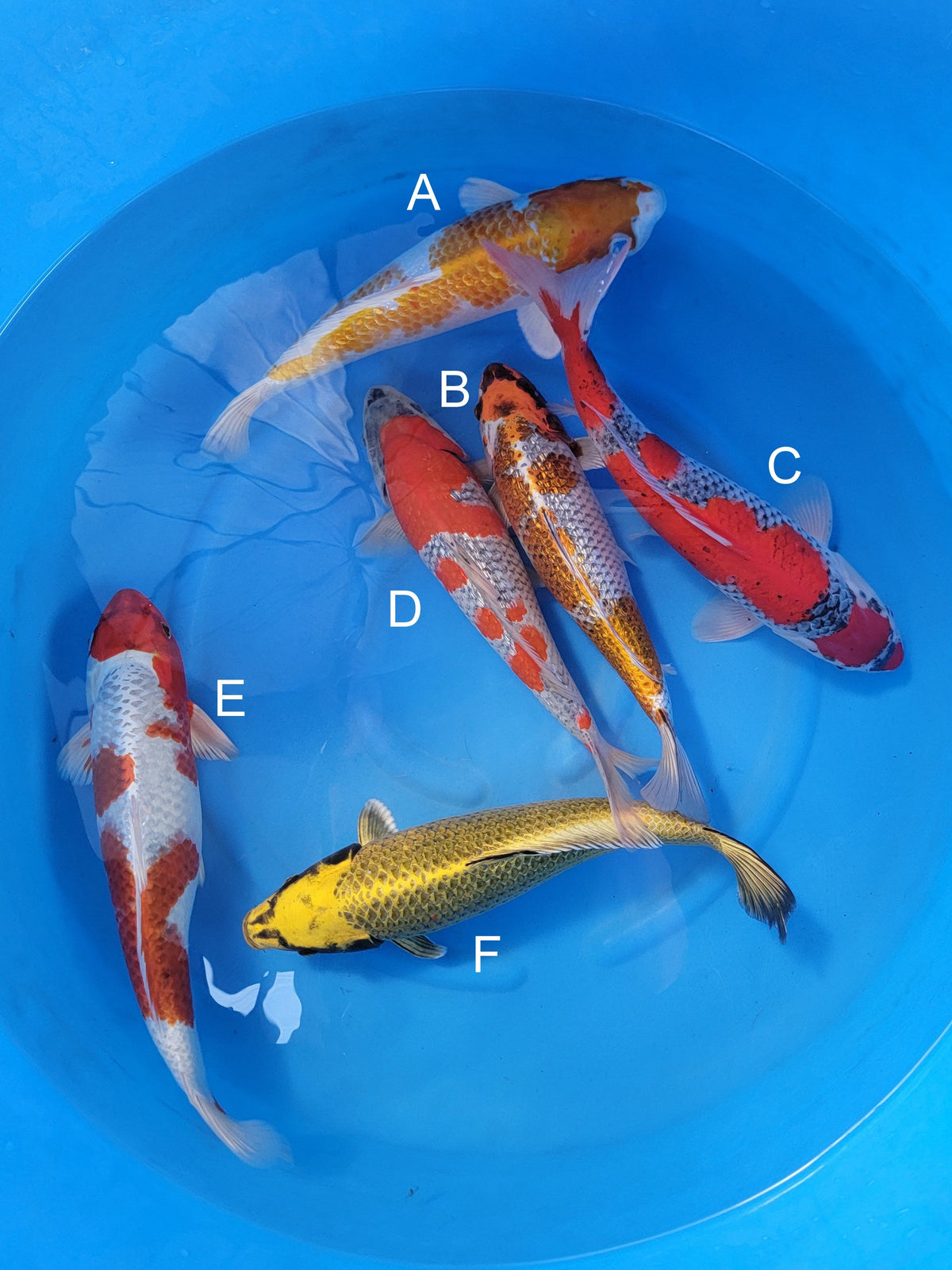 Ozumi Ikarashi Ginrin Hariwake koi for sale — 40-42 cm at ChampKoi