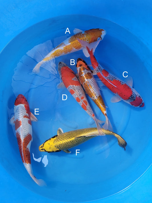 Ozumi Ikarashi Ginrin Hariwake koi for sale — 40-42 cm at ChampKoi
