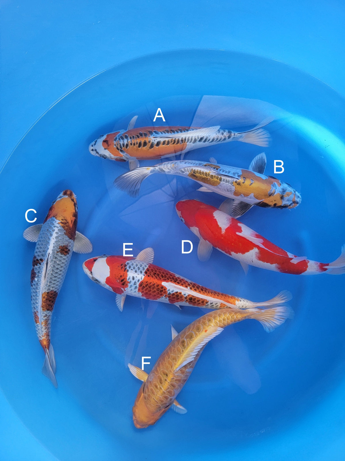 Ozumi Ikarashi Beni Kikokuryu koi for sale — 40-42 cm at ChampKoi