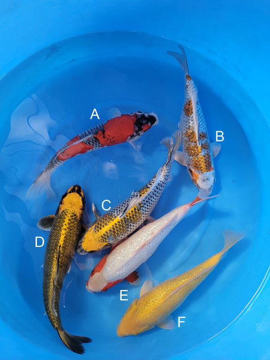 Ozumi Ikarashi Goshiki koi for sale — 40-42 cm at ChampKoi