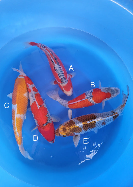 Ozumi Ikarashi Shusui koi for sale — 43-47 cm at ChampKoi
