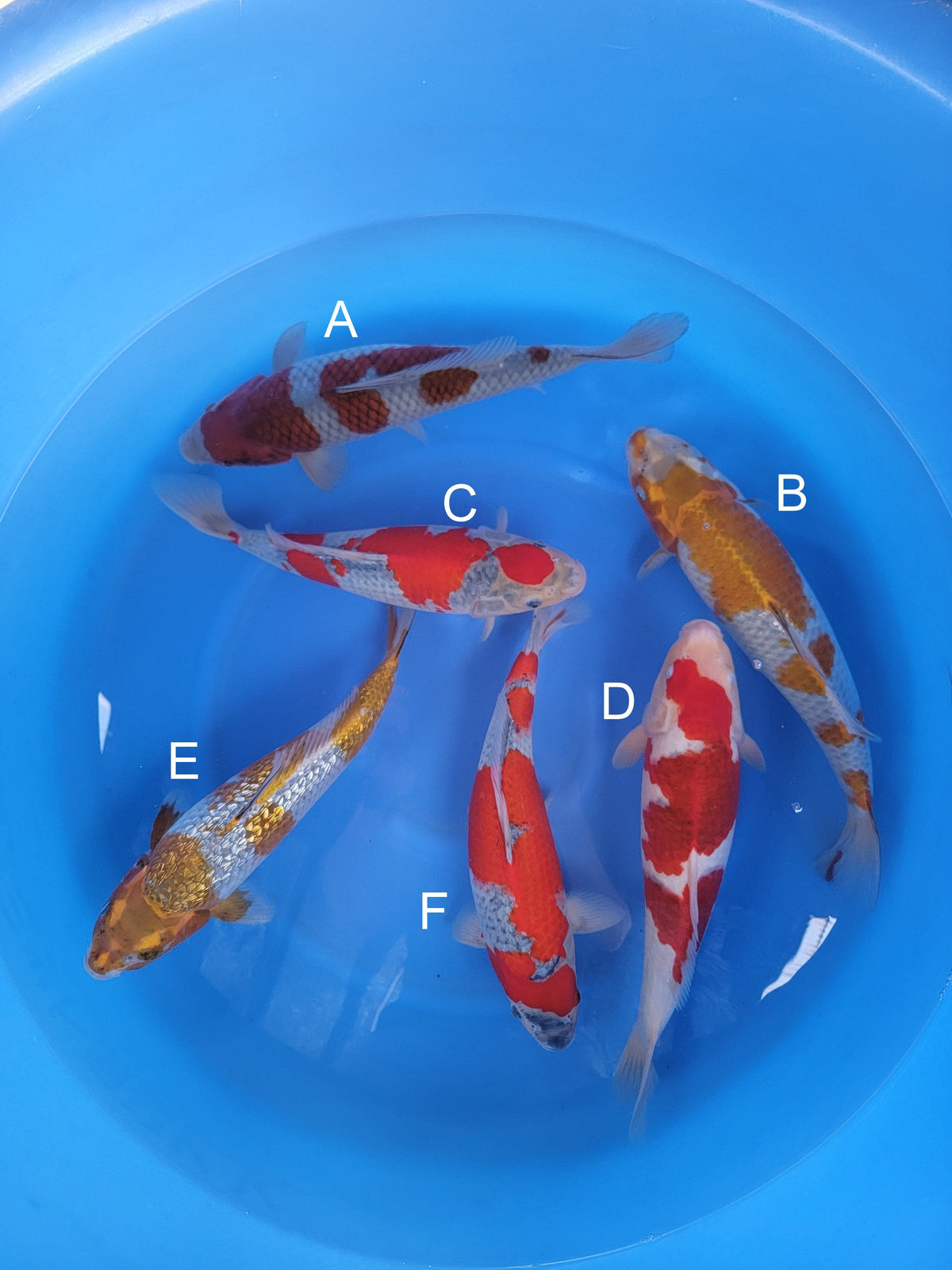Ozumi Ikarashi Ochiba koi for sale — 38-42 cm at ChampKoi