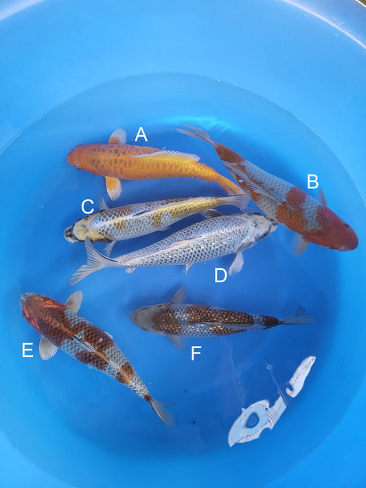Ozumi Ikarashi Aragoke Yamabuki Ogon koi for sale — 38-42 cm at ChampKoi