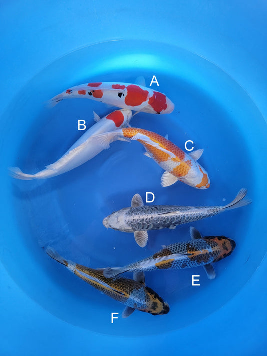 Ozumi Ikarashi Doitsu Sanke koi for sale — 38-42 cm at ChampKoi
