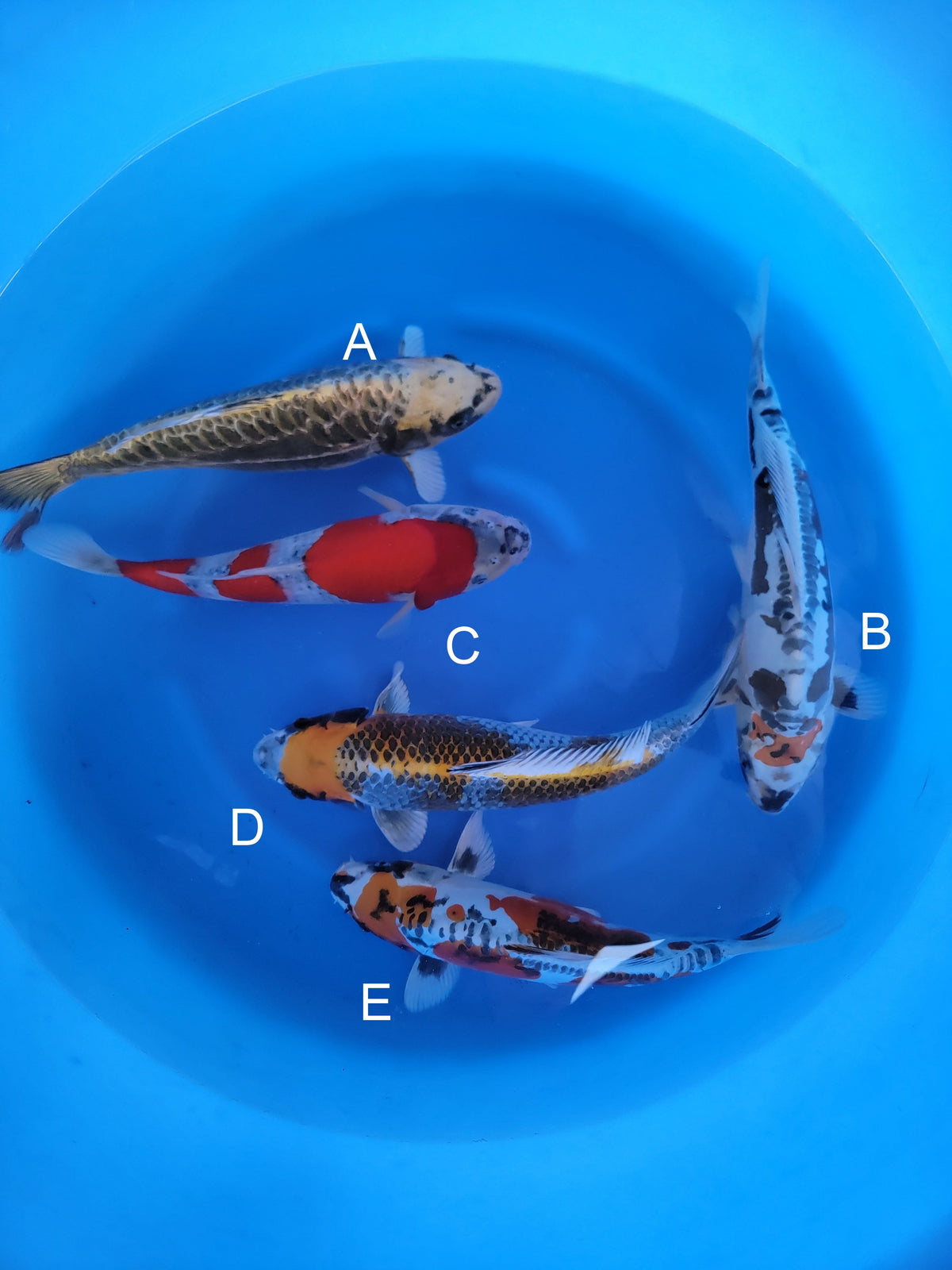 Ozumi Ikarashi Aragoke Sumi Buki koi for sale — 42-47 cm at ChampKoi