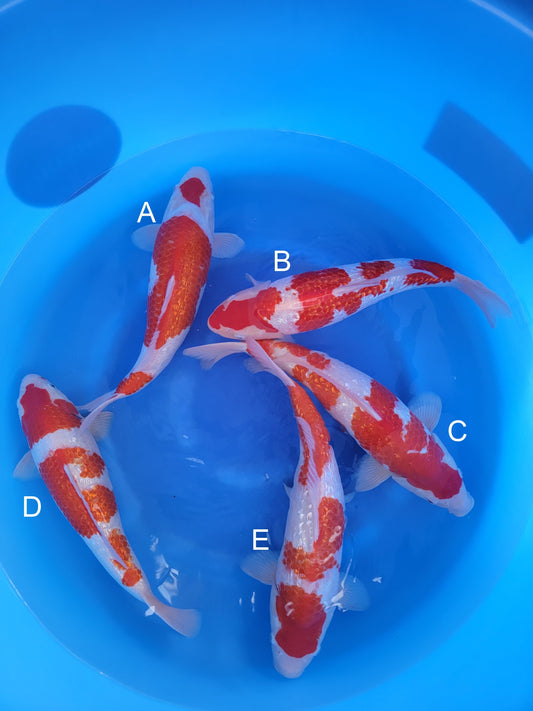 Shinoda Ginrin Kohaku koi for sale — 44-45 cm at ChampKoi