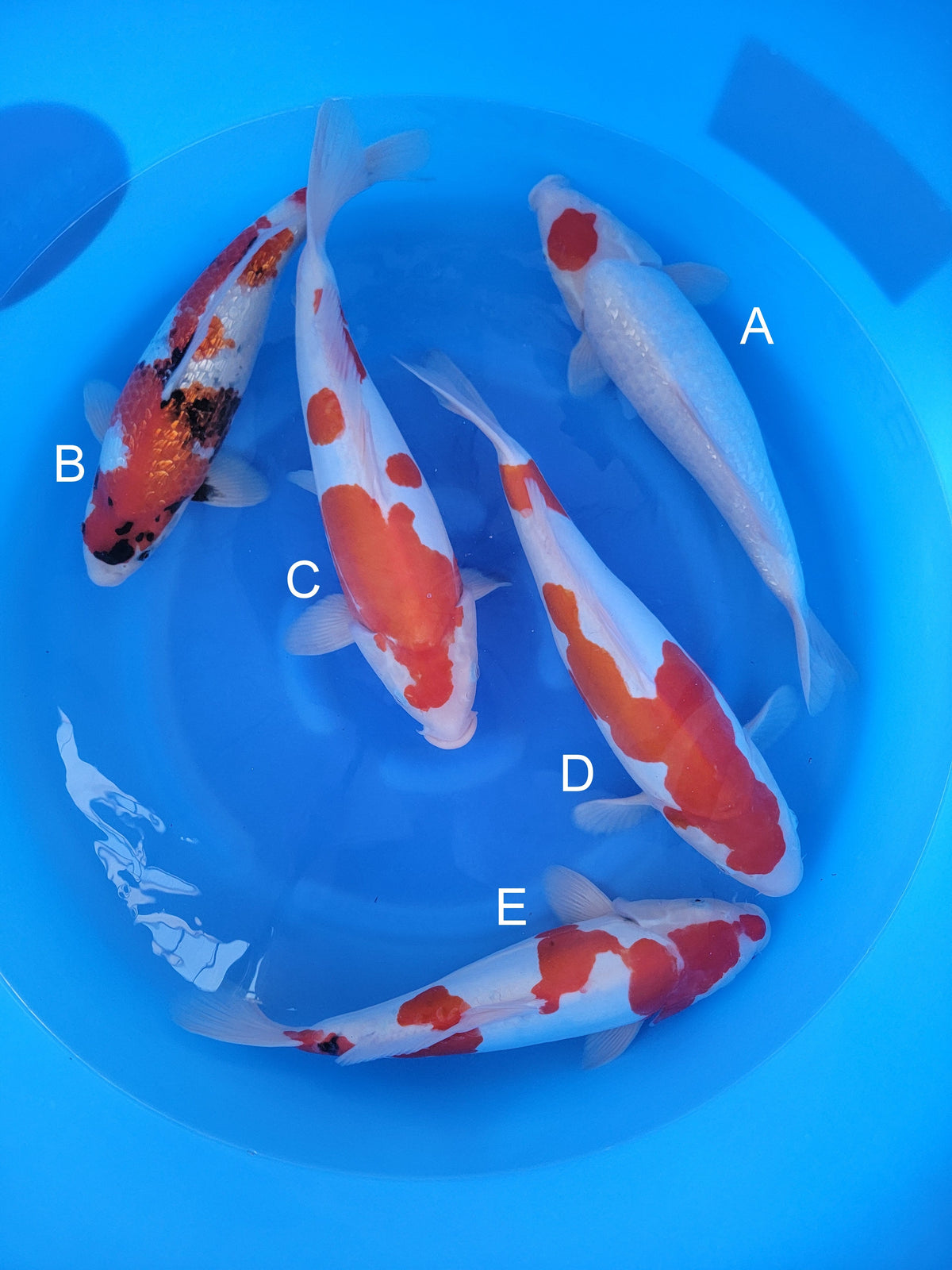 Shinoda Ginrin Tancho Kohaku koi for sale — 45-50 cm at ChampKoi