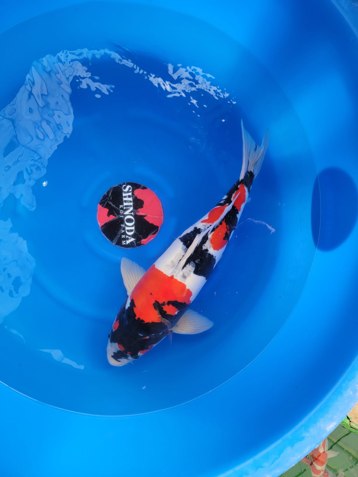 Shinoda Doitsu Showa koi for sale — 47 cm at ChampKoi