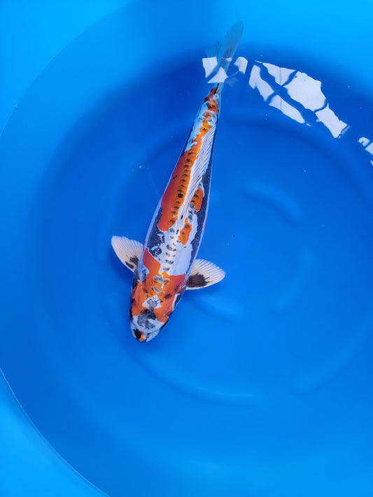 Otsuka Doitsu Beni Kikokuryu koi for sale — 47 cm at ChampKoi