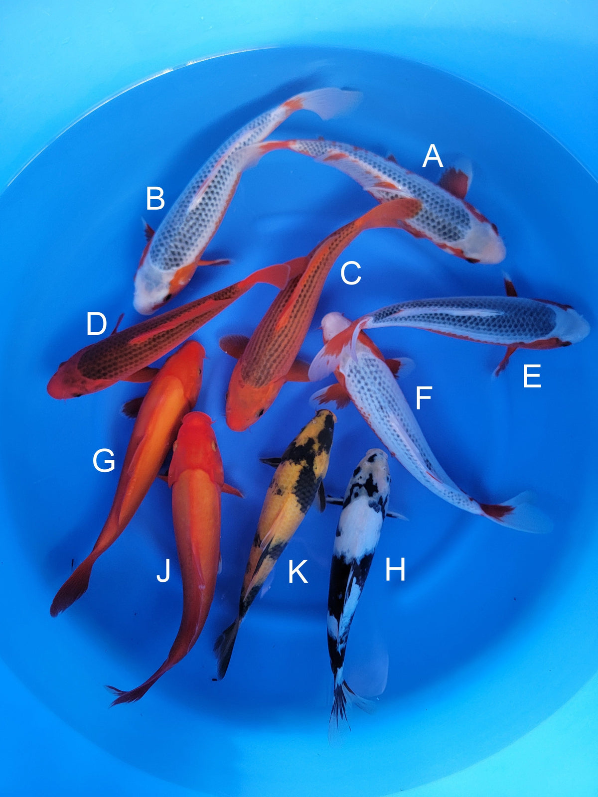 Otsuka Asagi koi for sale — 30-32 cm at ChampKoi