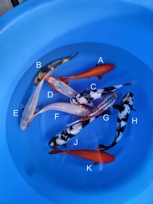 Otsuka Doitsu Benigoi koi for sale — 29-31 cm at ChampKoi