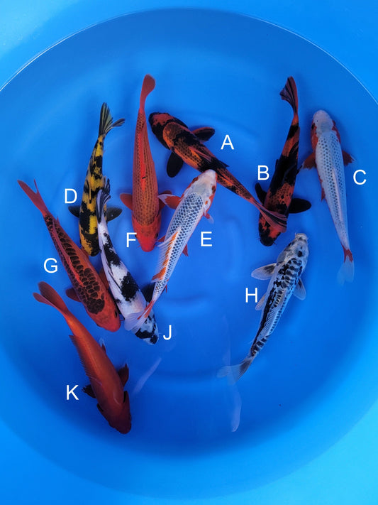 Otsuka Kage Hi Utsuri koi for sale — 29-31 cm at ChampKoi