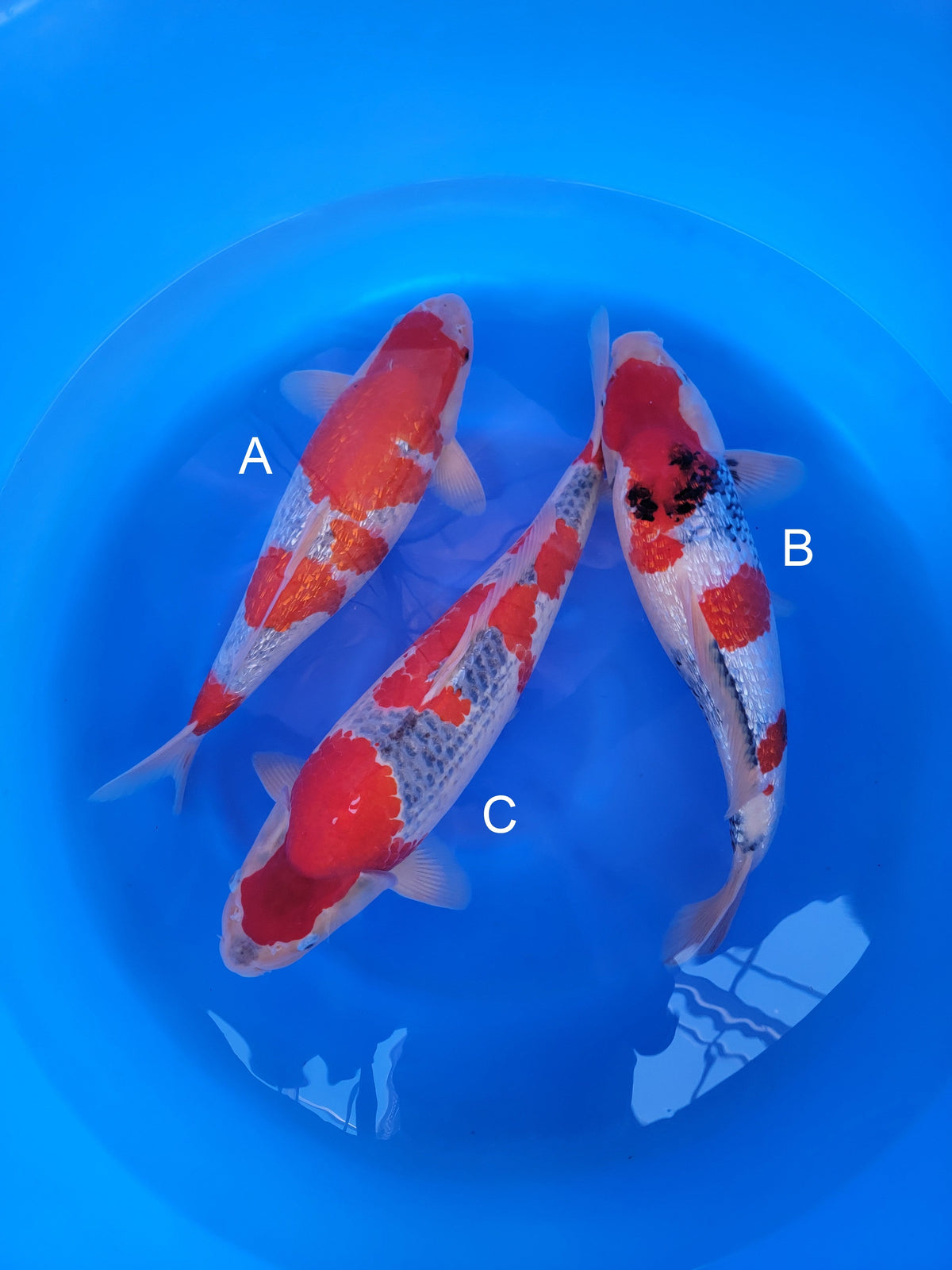Hiroi Ginrin Goshiki koi for sale at ChampKoi