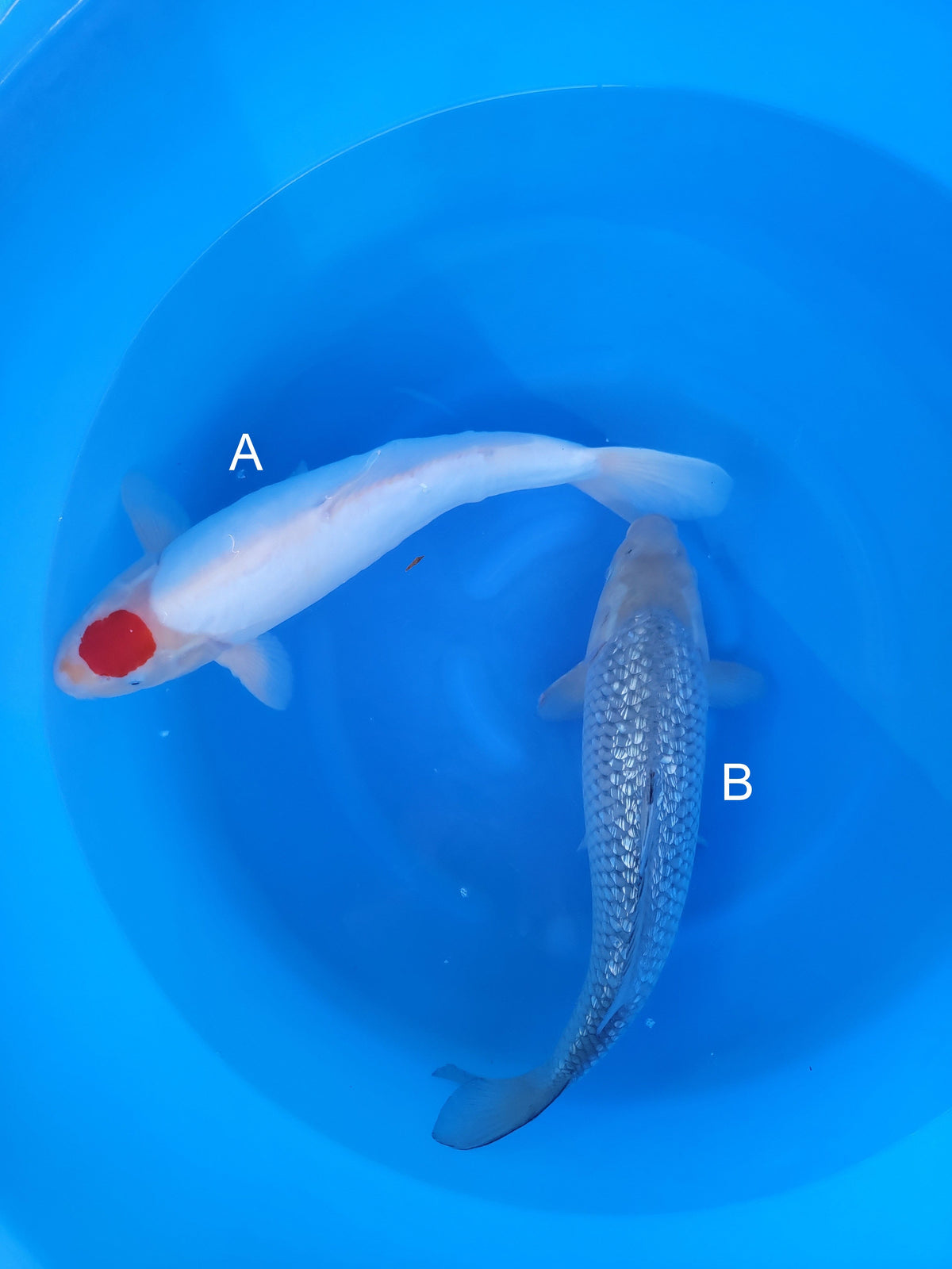 Otsuka Doitsu Tancho Kohaku koi for sale at ChampKoi