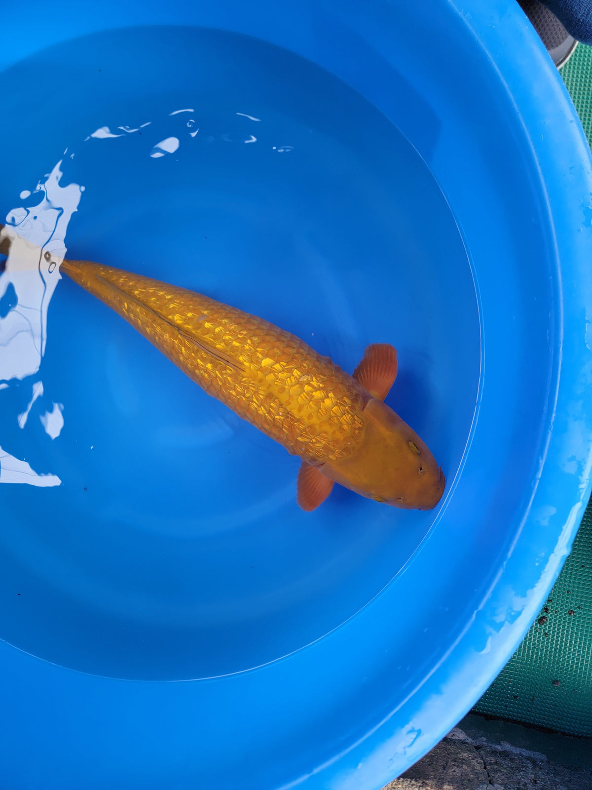 Otsuka Ginrin Chagoi koi for sale — 63 cm at ChampKoi