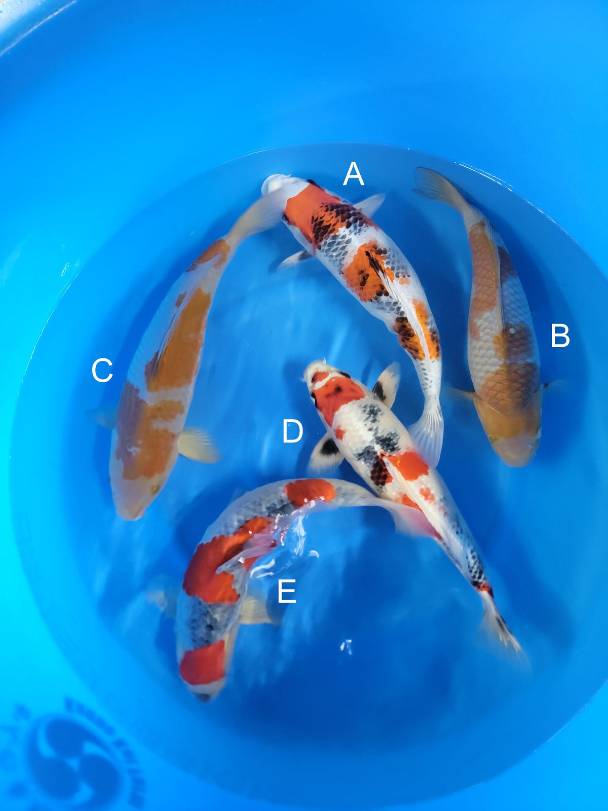 Kanno Kin Showa koi for sale at ChampKoi