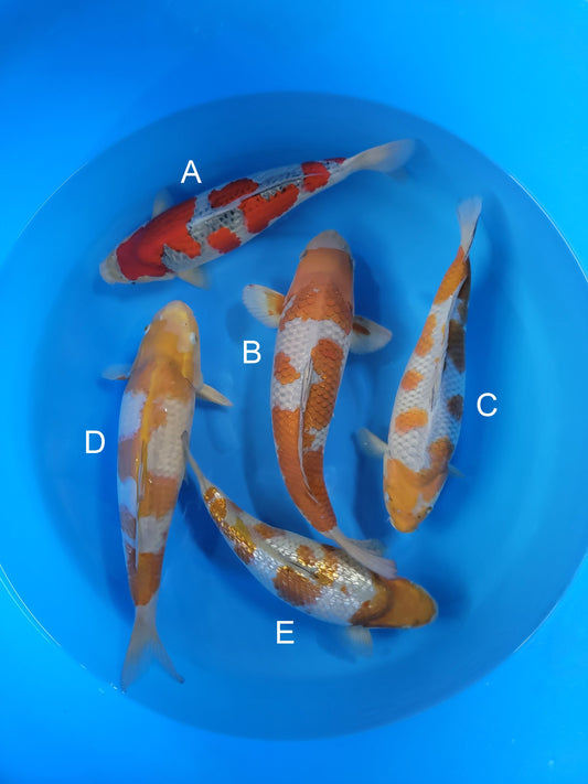 Kanno Goshiki koi for sale — 36-46 cm at ChampKoi