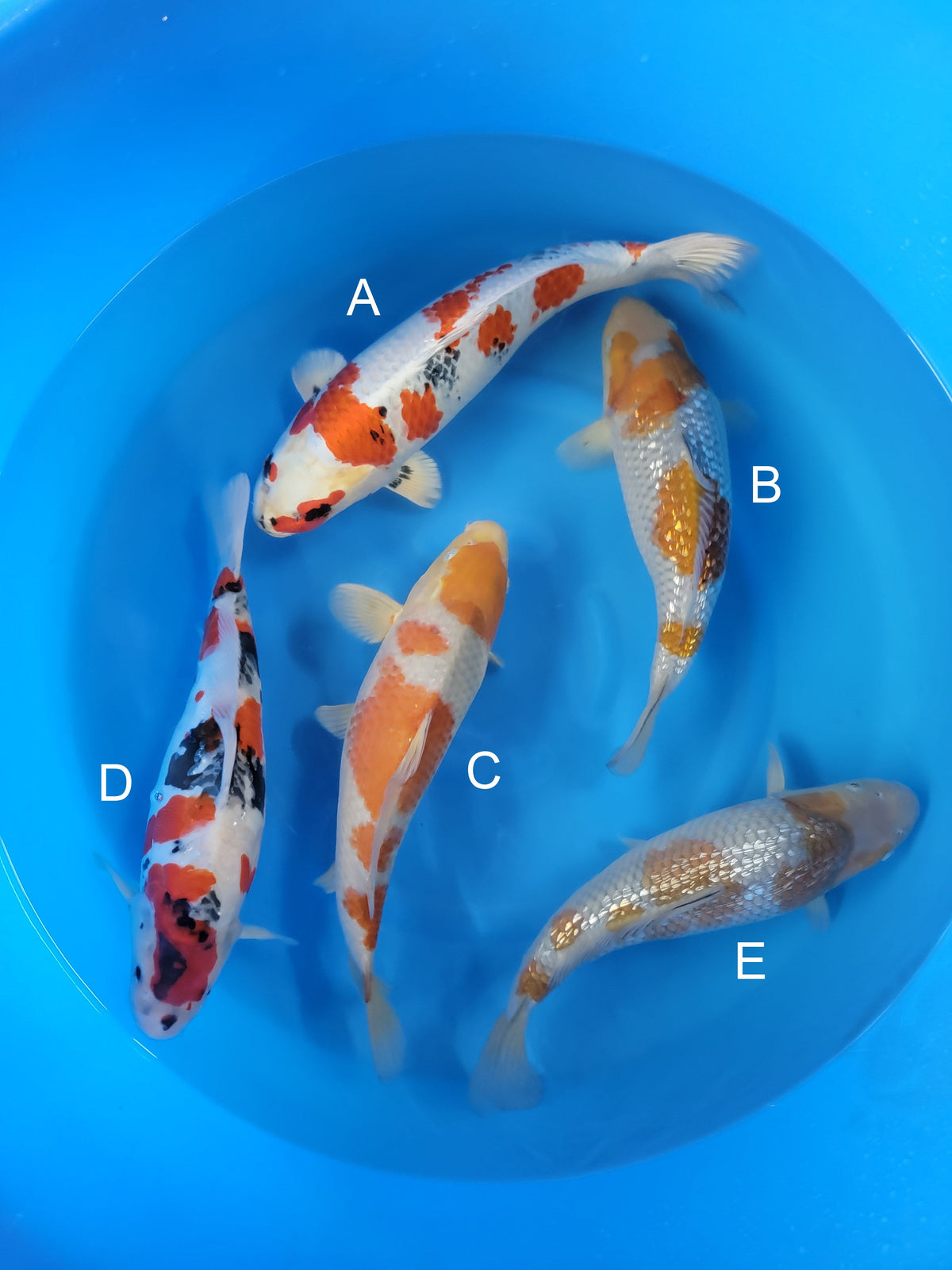 Kanno Kin Showa koi for sale — 36-46 cm at ChampKoi