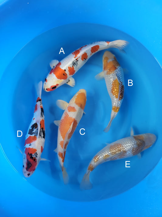 Kanno Kin Showa koi for sale — 36-46 cm at ChampKoi