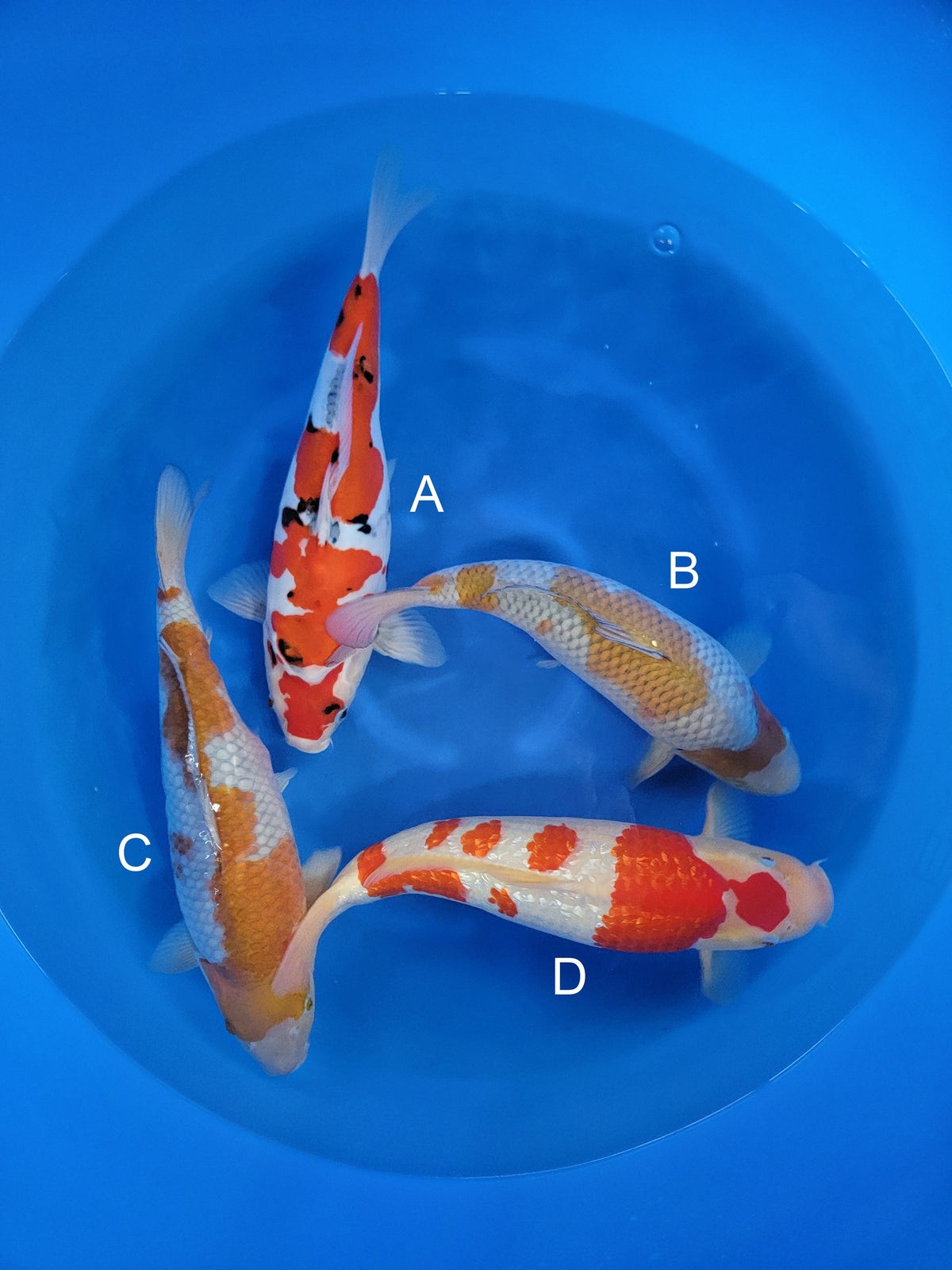 Kanno Doitsu Sanke koi for sale at ChampKoi